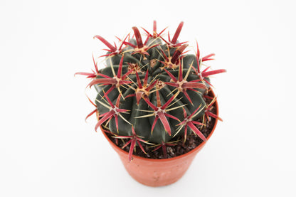 Ferocactus latispinus