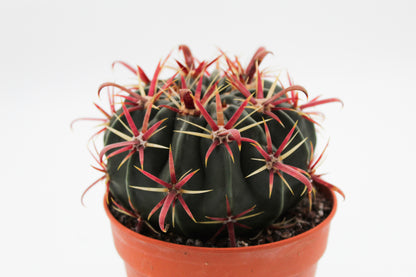 Ferocactus latispinus