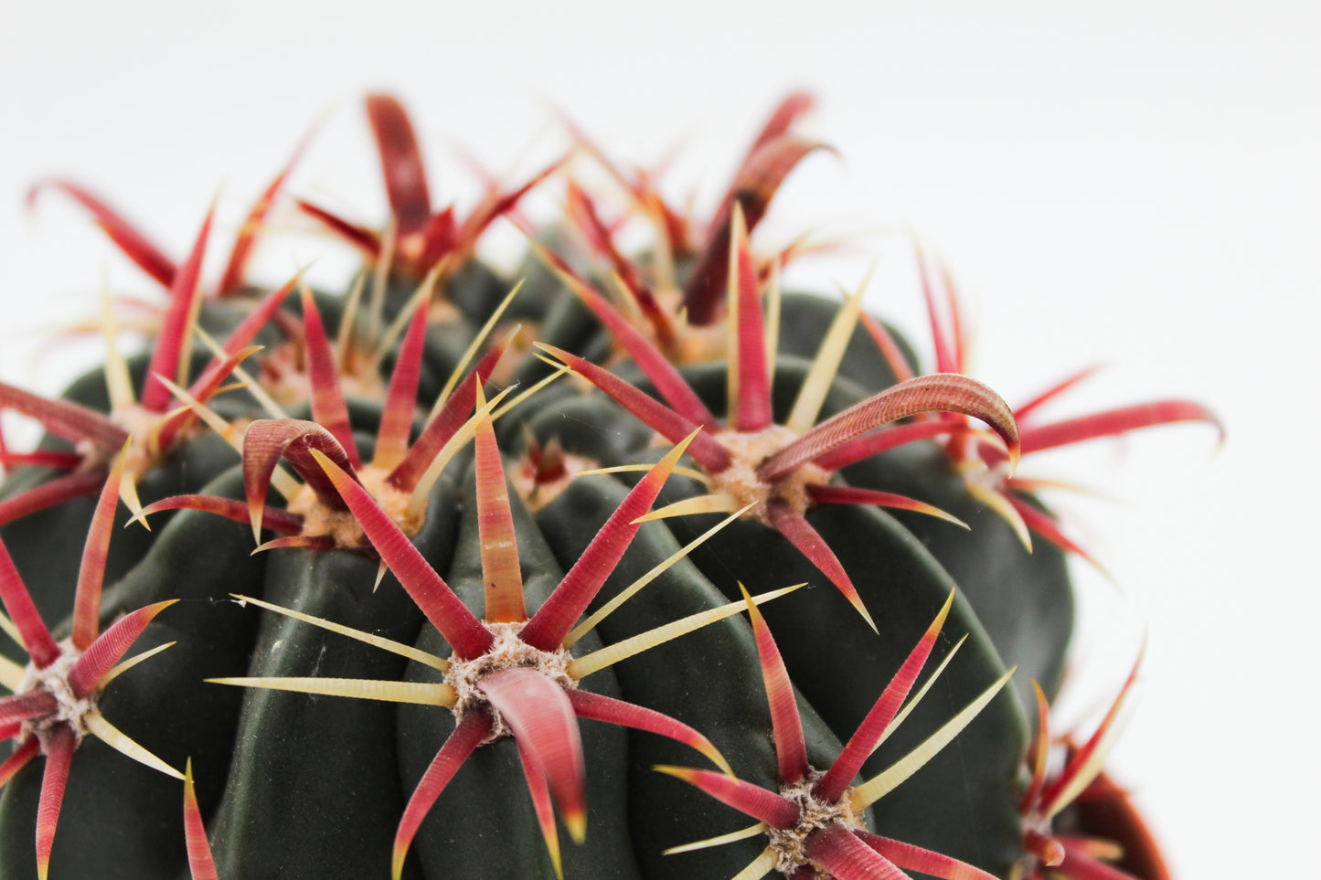 Ferocactus latispinus