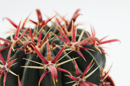 Ferocactus latispinus