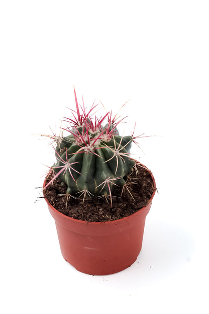 Ferocactus stainesii