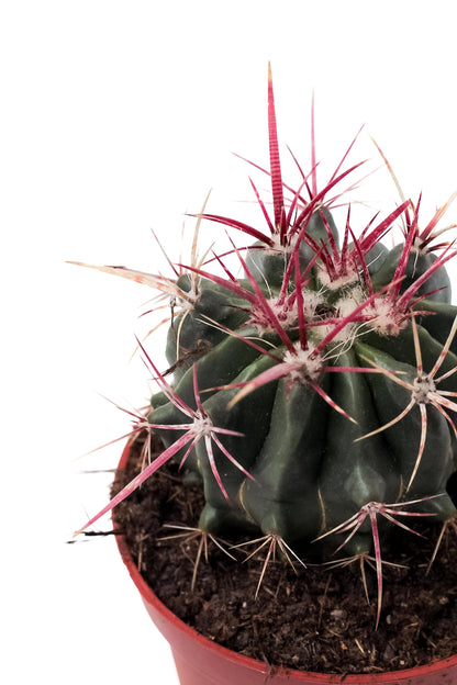 Ferocactus stainesii