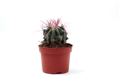 Ferocactus stainesii