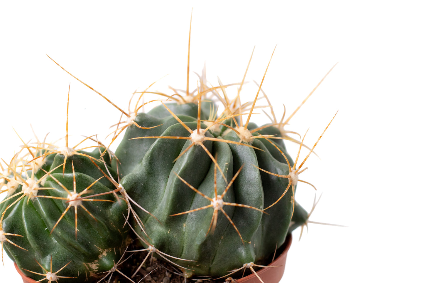 Ferocactus echidne var. victoriensis