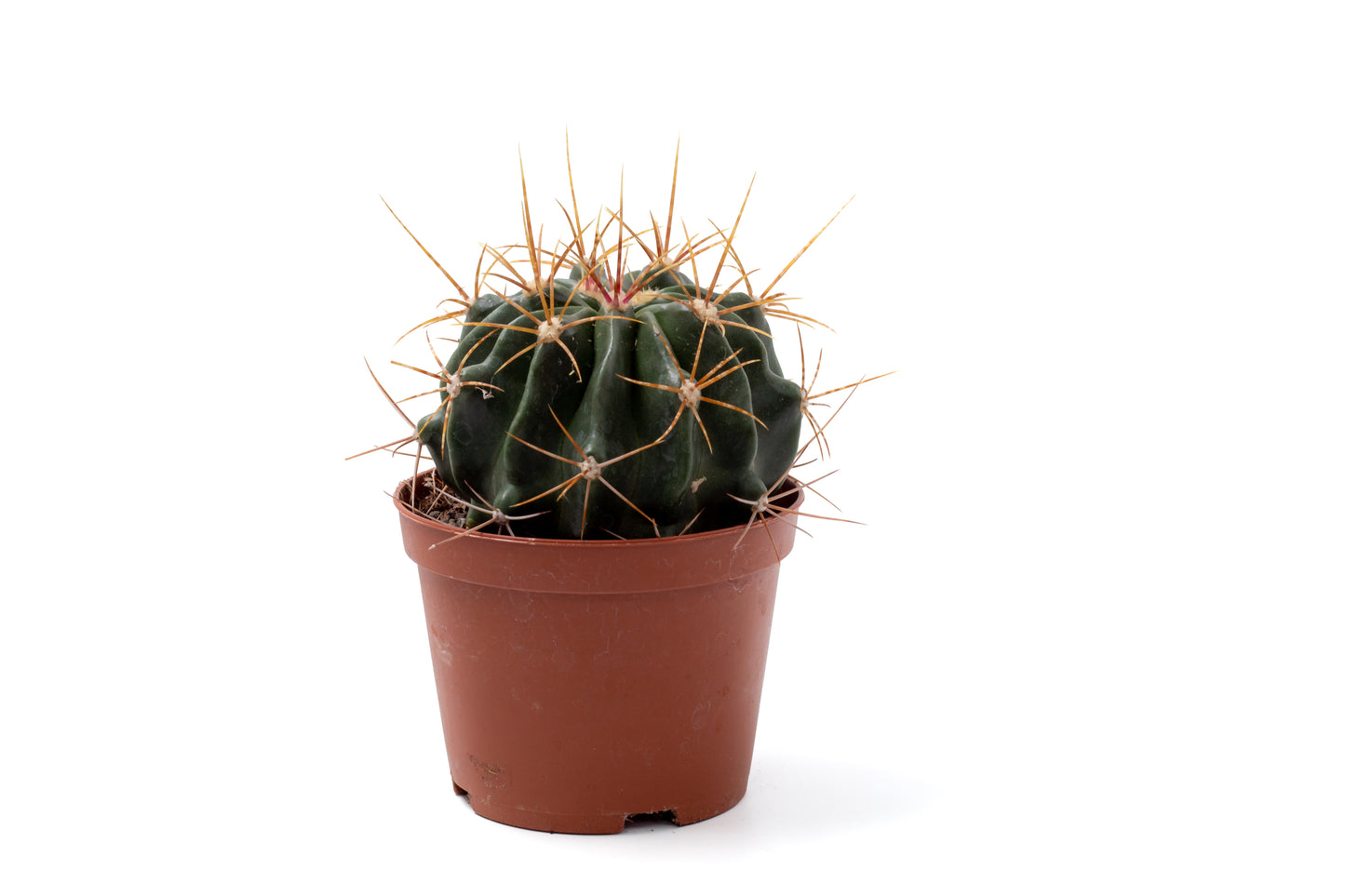 Ferocactus echidne var. victoriensis