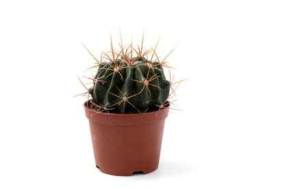 Ferocactus echidne var. victoriensis