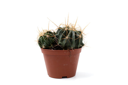 Ferocactus echidne var. victoriensis