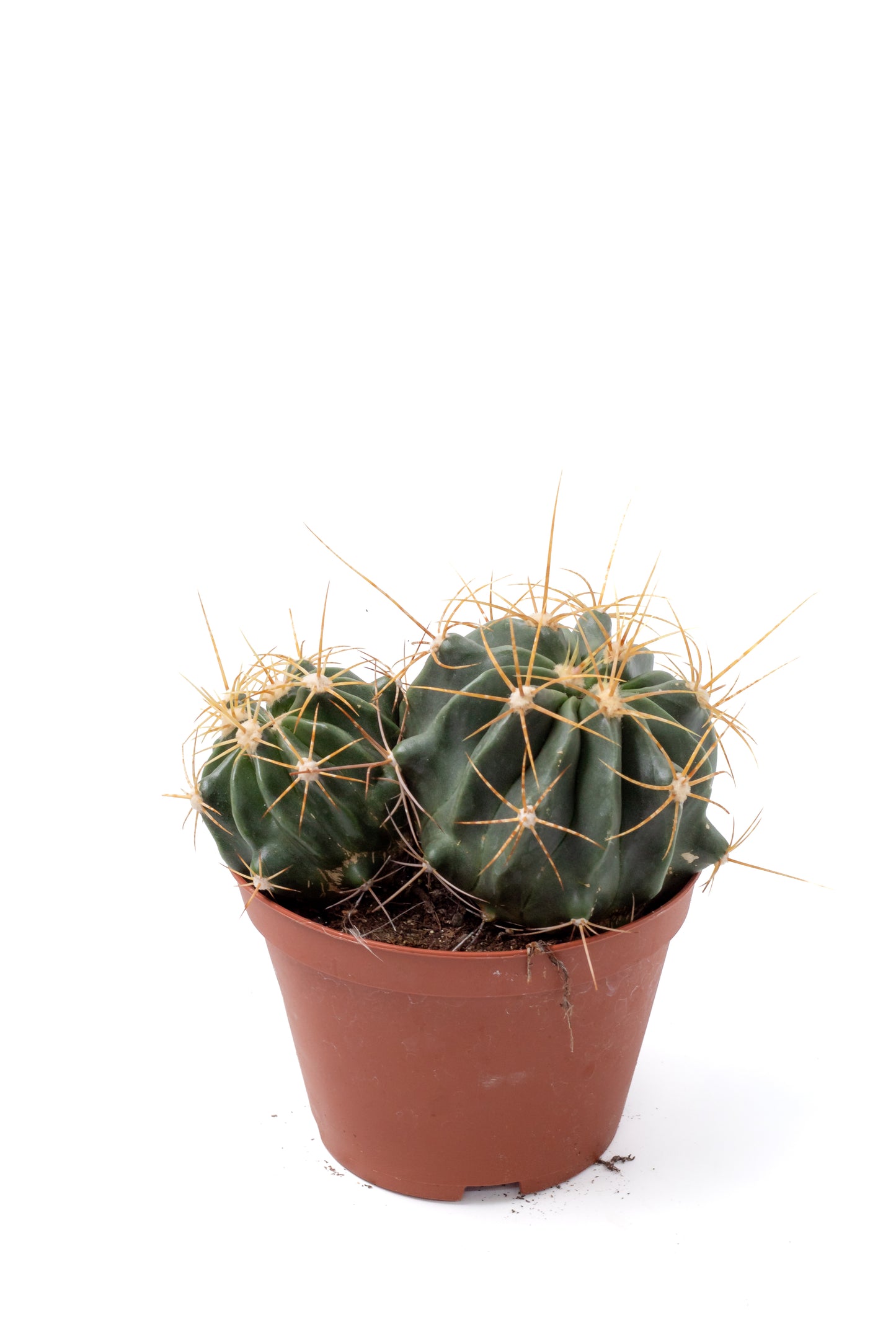 Ferocactus echidne var. victoriensis