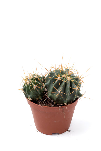 Ferocactus echidne var. victoriensis