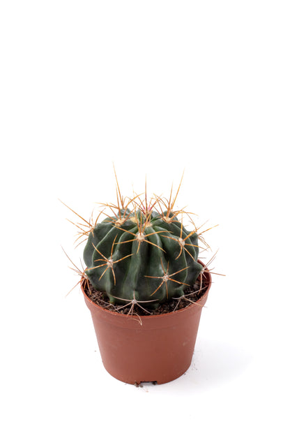 Ferocactus echidne var. victoriensis