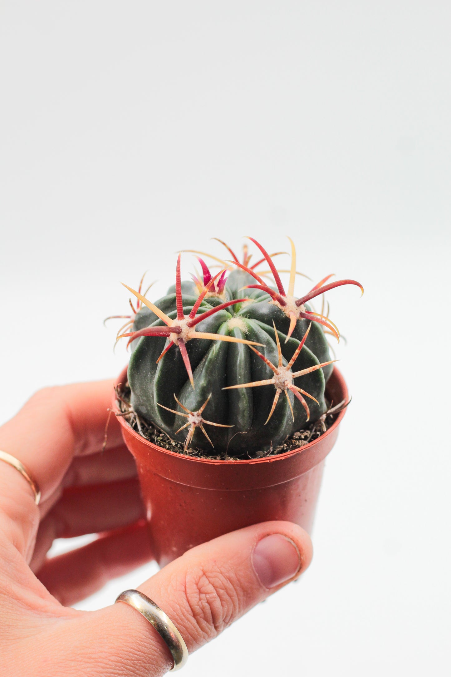 Ferocactus latispinus