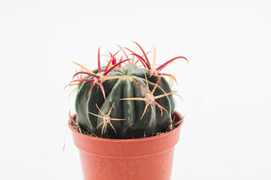 Ferocactus latispinus