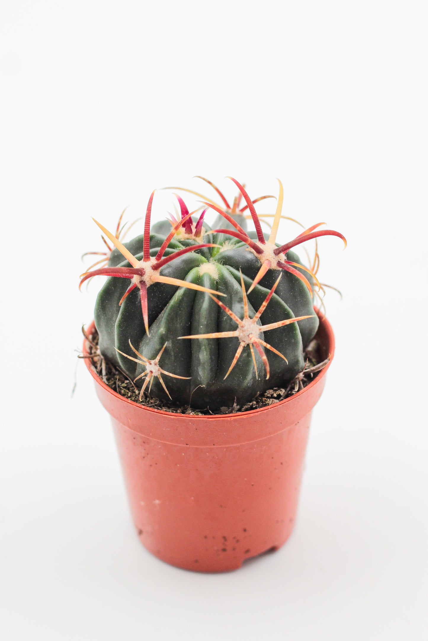 Ferocactus latispinus