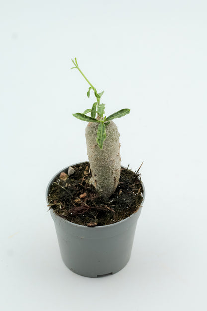 Fockea Edulis