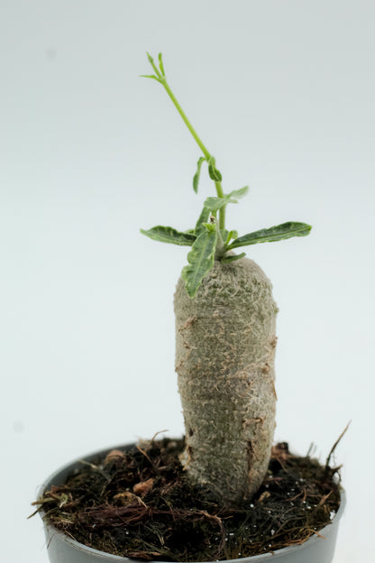 Fockea Edulis