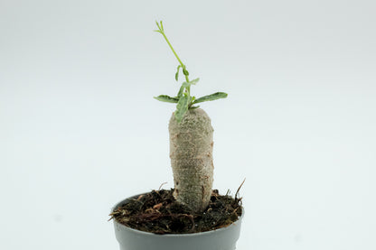 Fockea Edulis