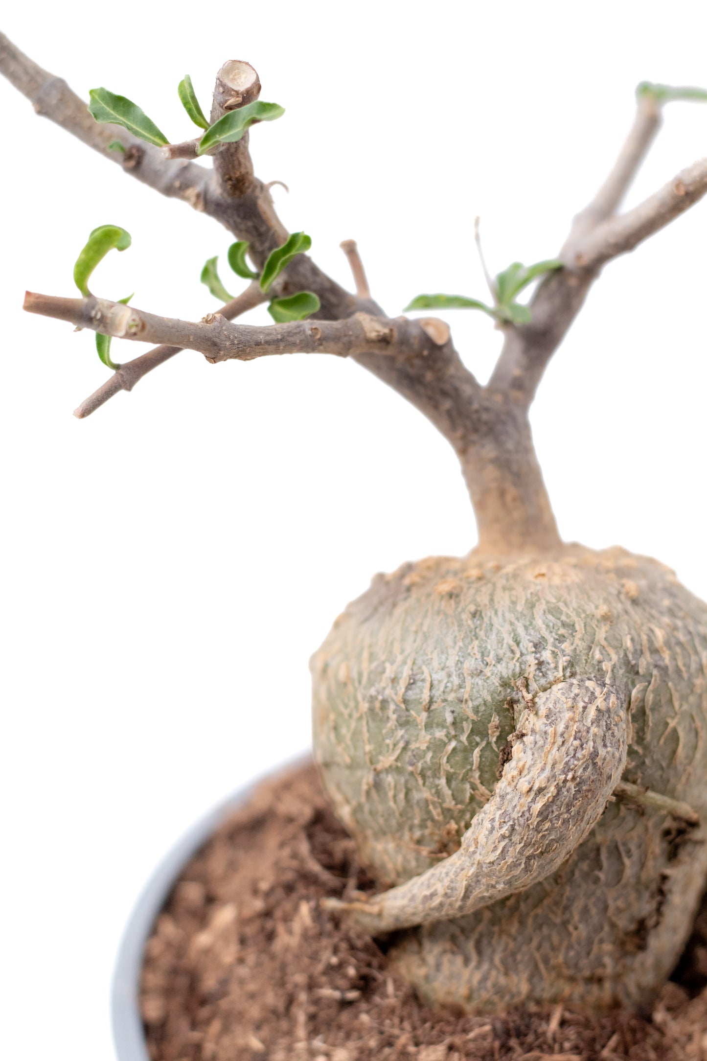 Fockea edulis bonsai