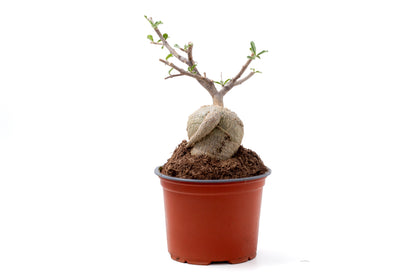 Fockea edulis bonsai