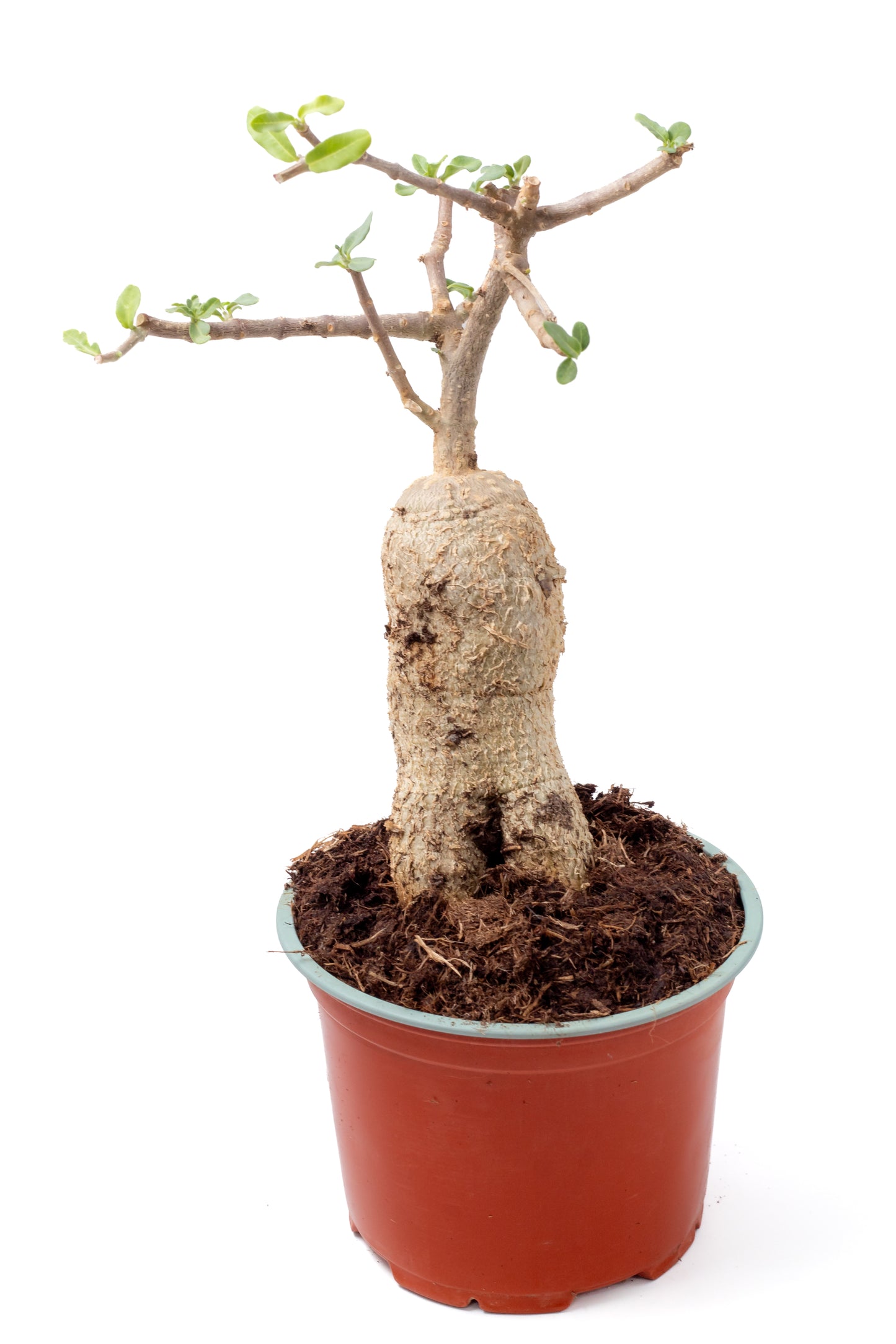 Fockea edulis bonsai