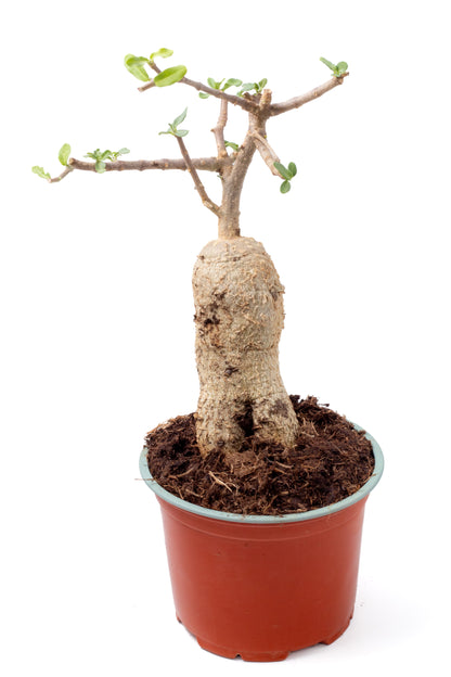 Fockea edulis bonsai