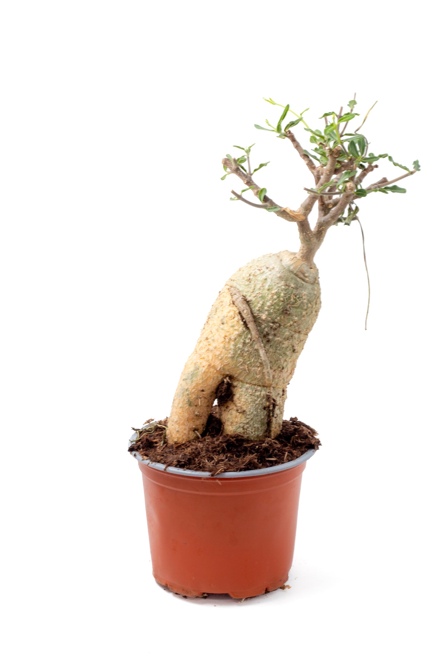 Fockea edulis bonsai