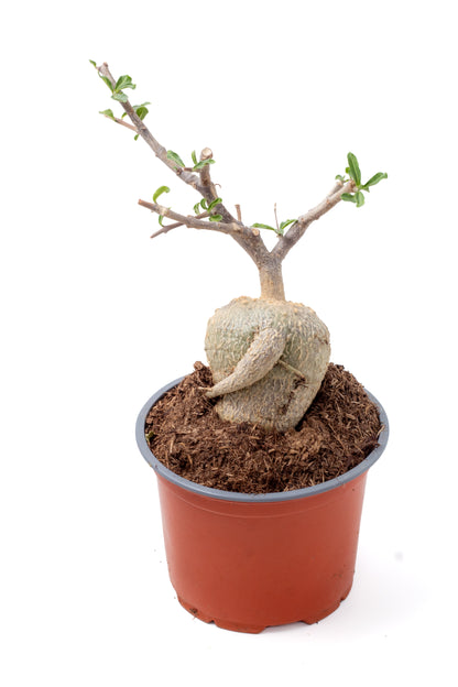 Fockea edulis bonsai