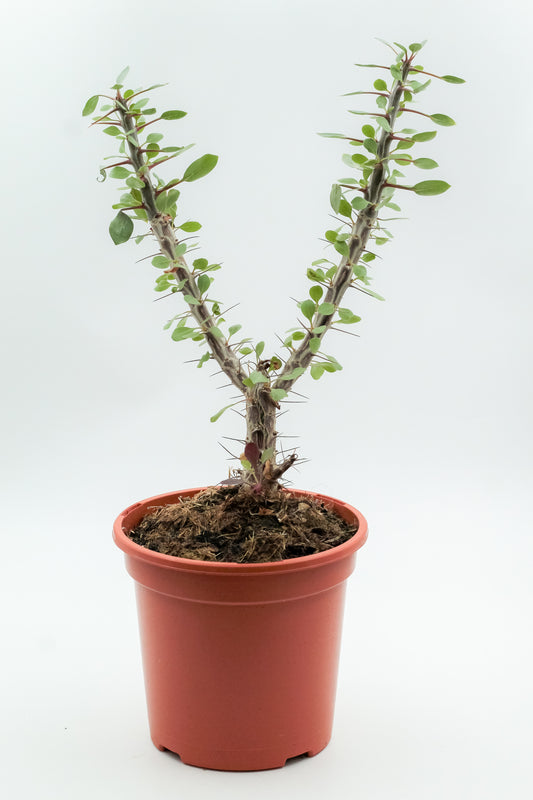 Fouquieria splendens