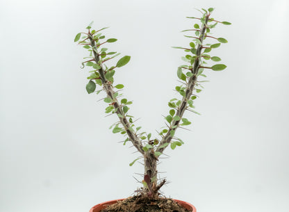 Fouquieria splendens