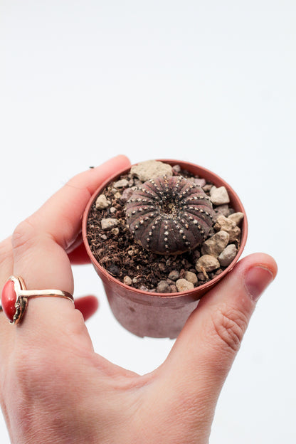 Frailea castanea "Quarai"