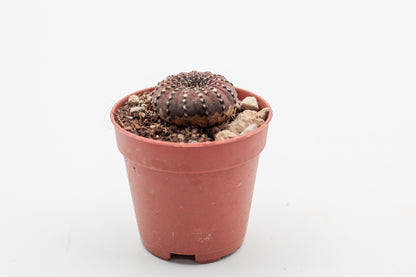 Frailea castanea "Quarai"