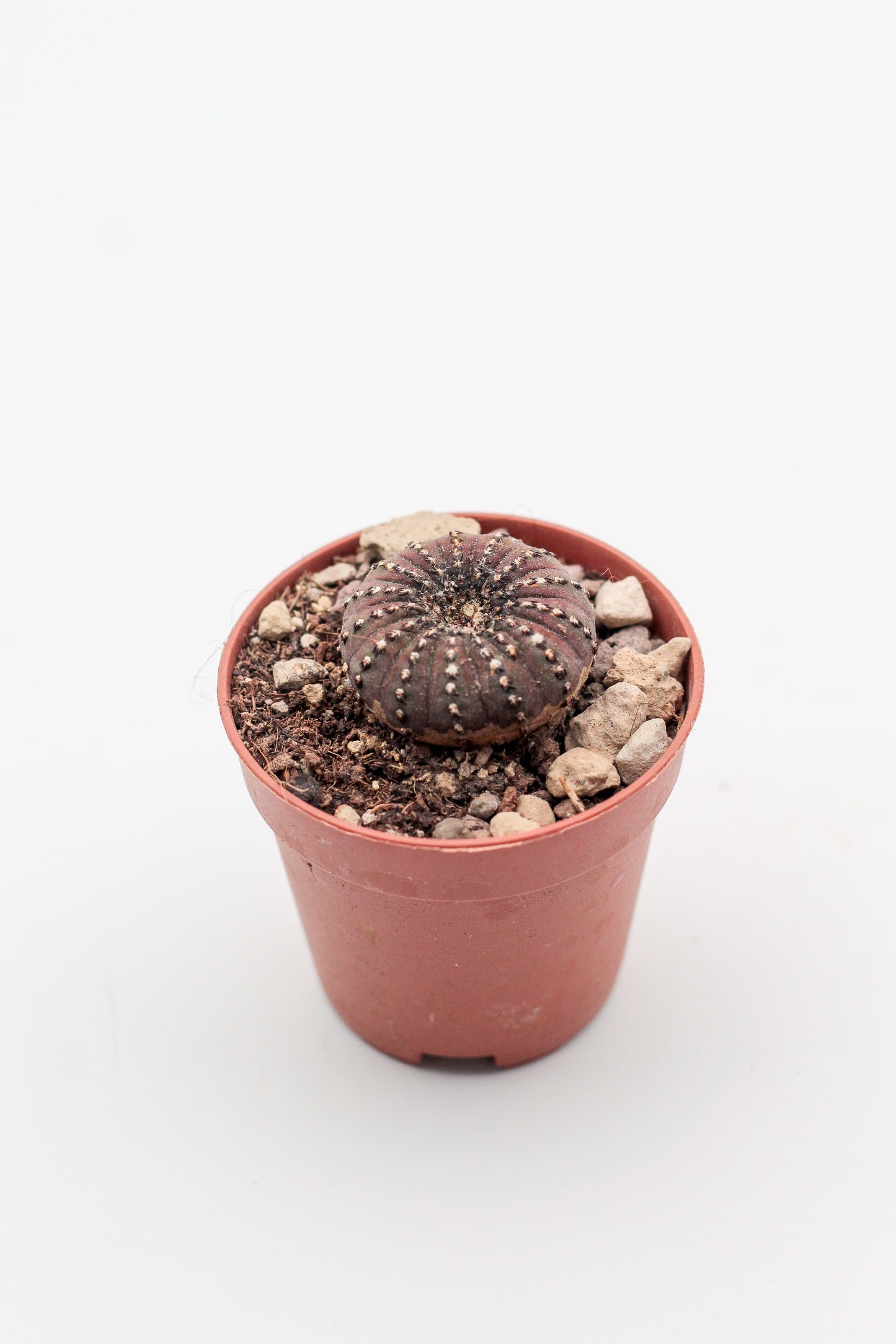 Frailea castanea "Quarai"