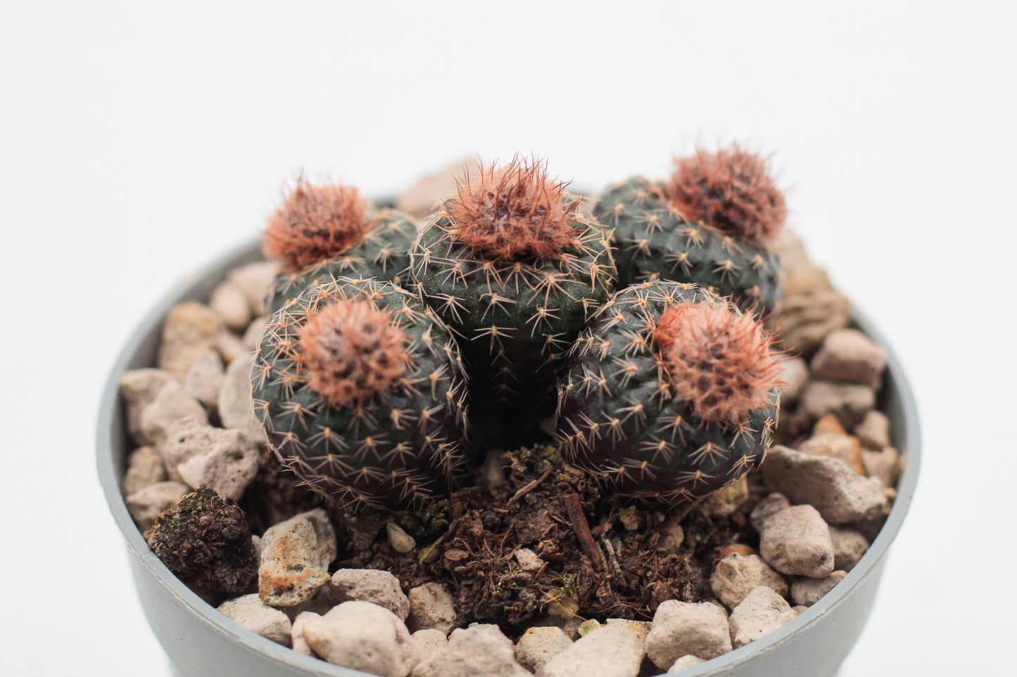 Frailea phaeodisca
