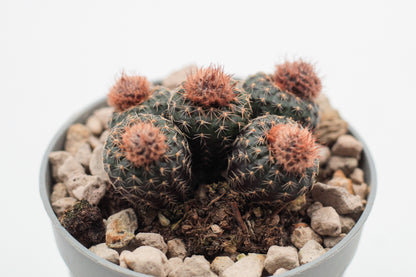 Frailea phaeodisca
