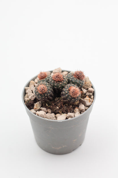 Frailea phaeodisca