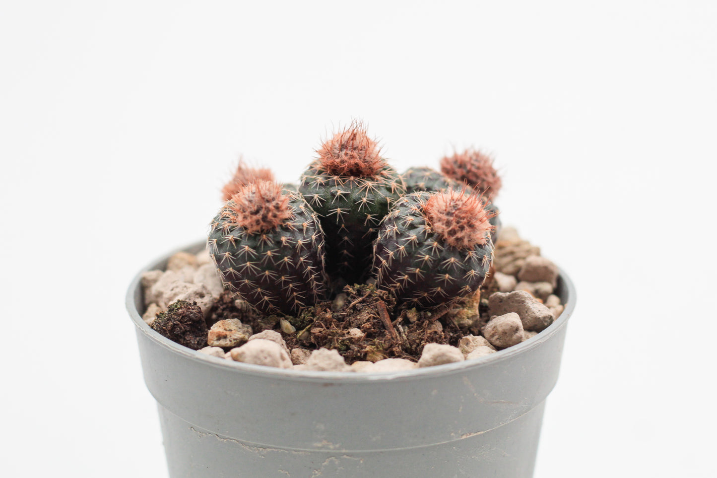 Frailea phaeodisca
