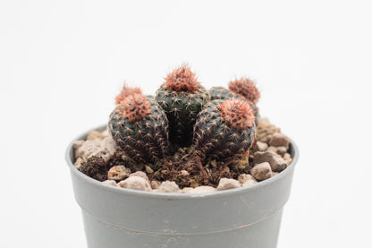 Frailea phaeodisca