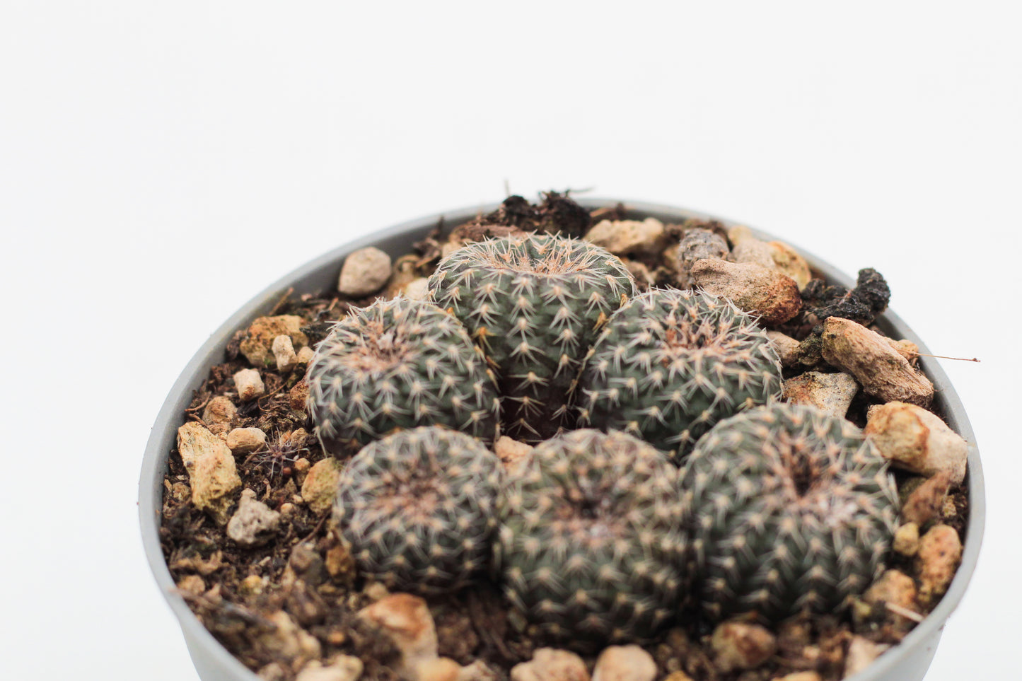 Frailea phaeodisca