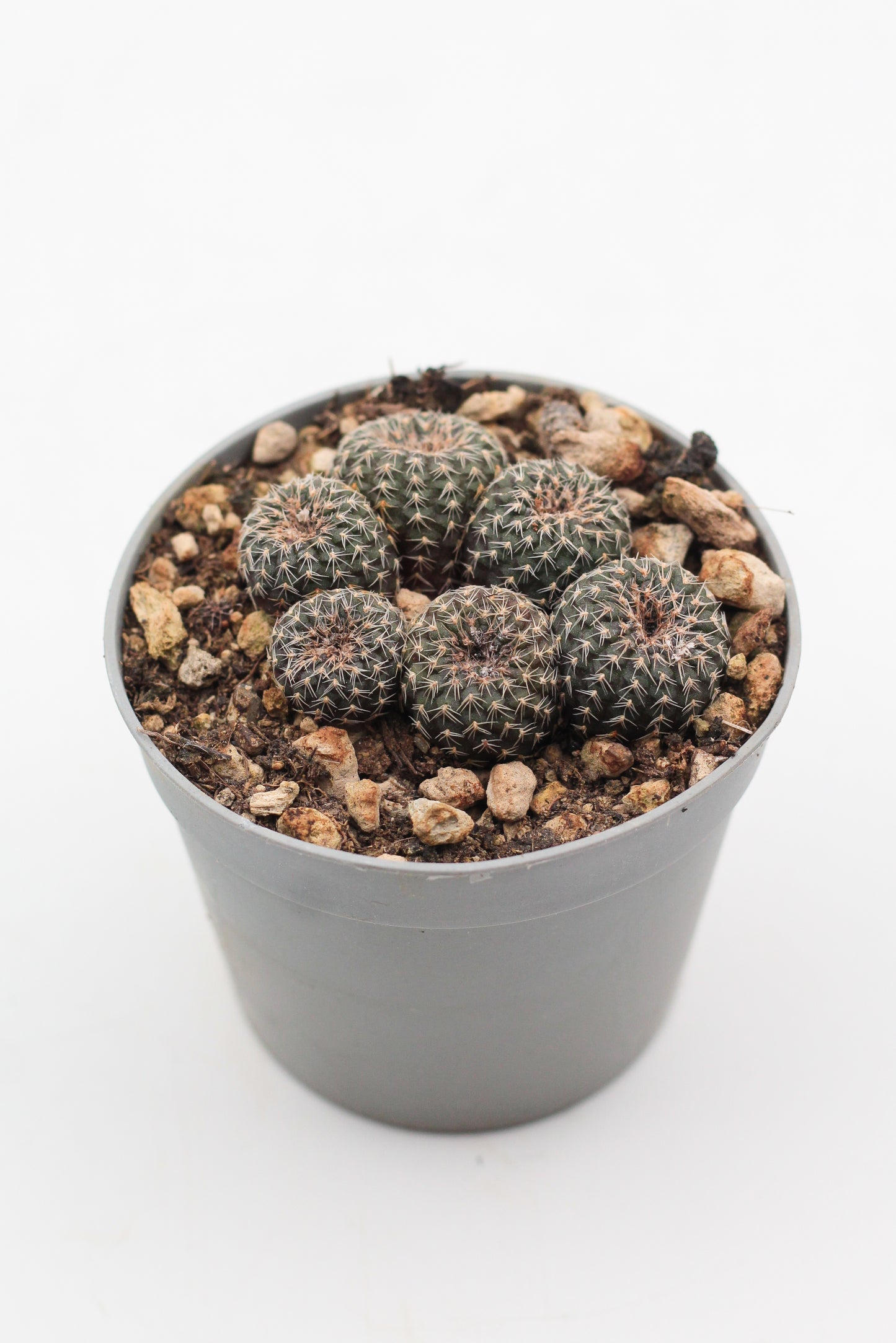 Frailea phaeodisca