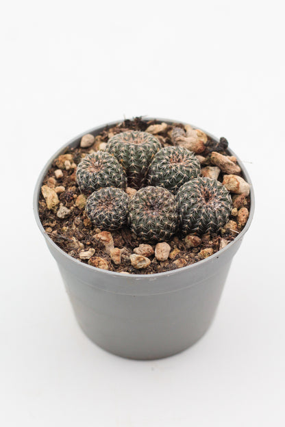Frailea phaeodisca
