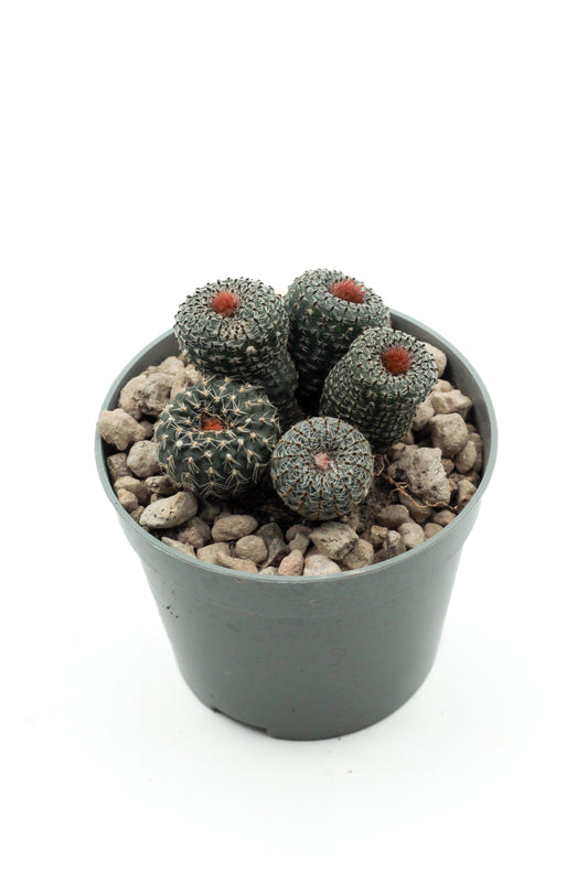 Frailea pygmaea var. gloriosa