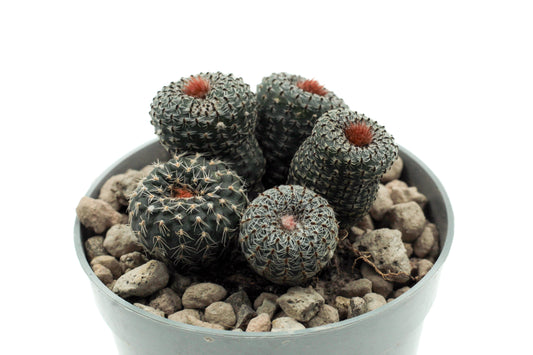 Frailea pygmaea var. gloriosa