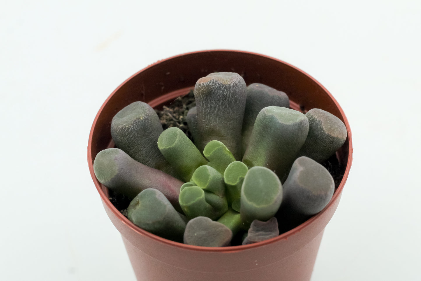 Frithia pulchra