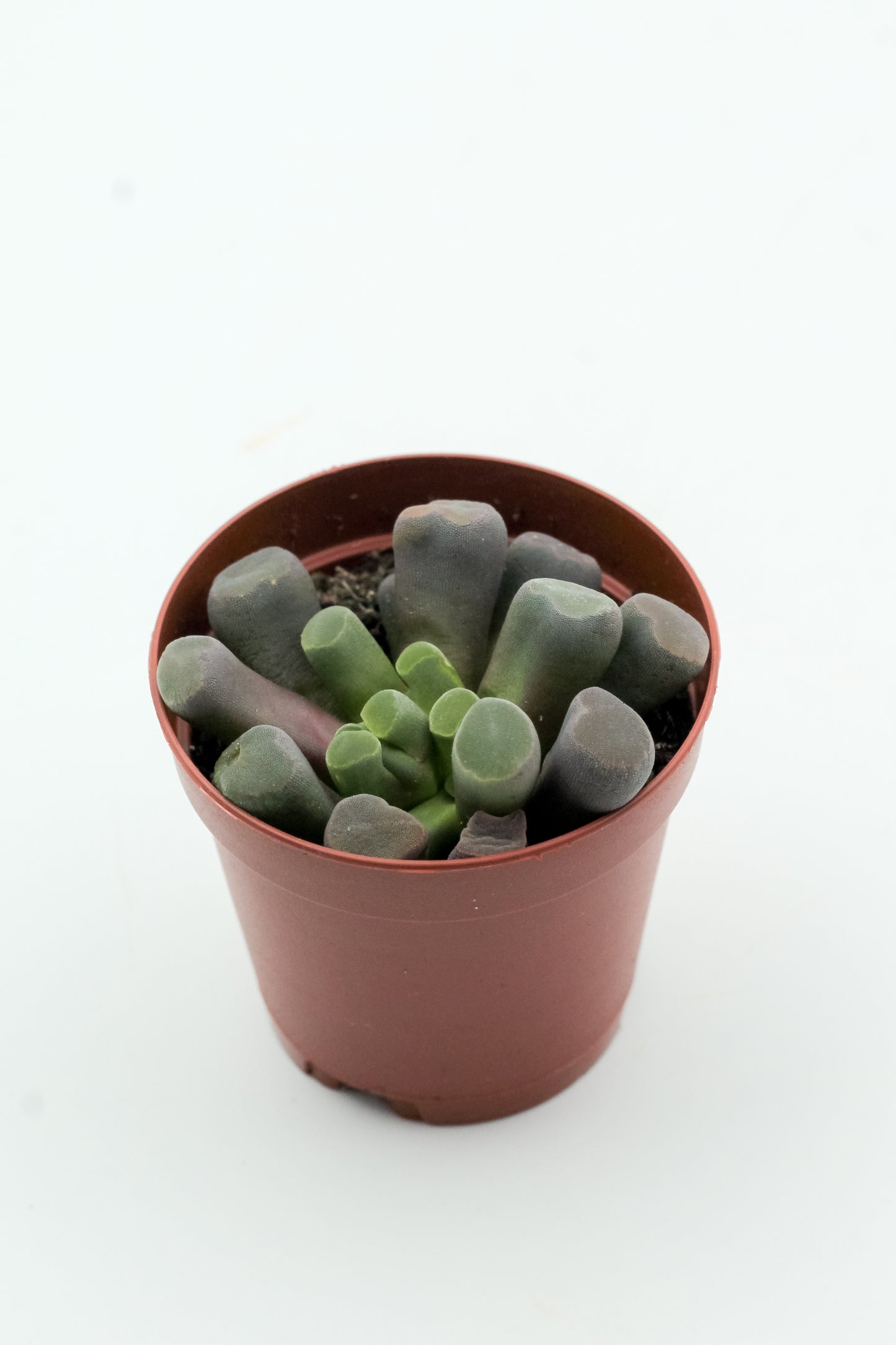 Frithia pulchra