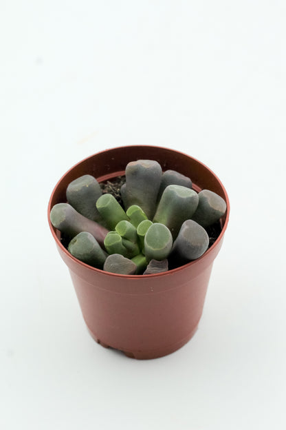 Frithia pulchra
