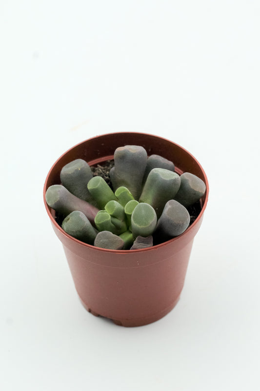 Frithia pulchra