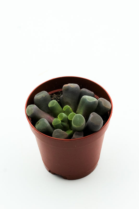 Frithia pulchra