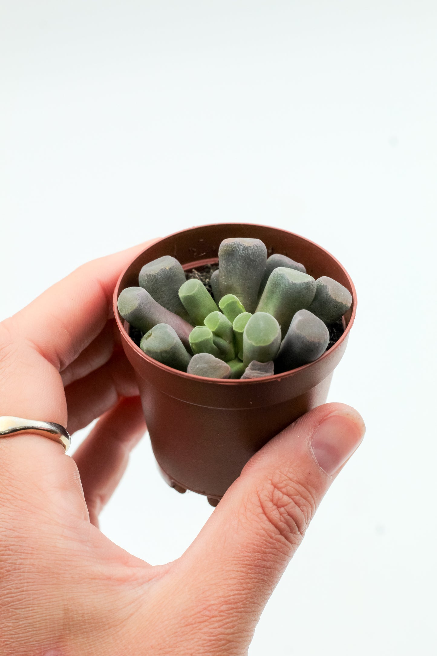 Frithia pulchra