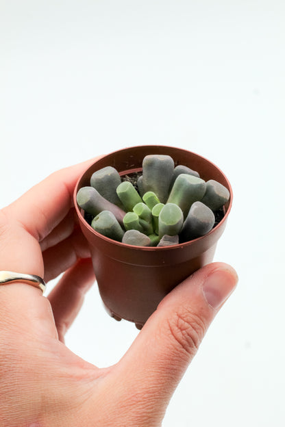 Frithia pulchra