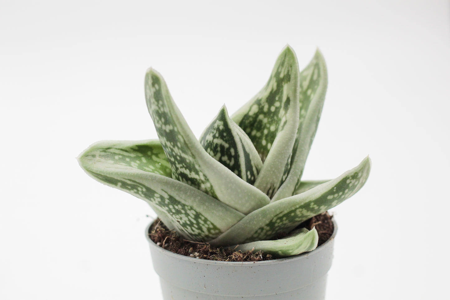 Gasteraloe cv. 'Green Ice