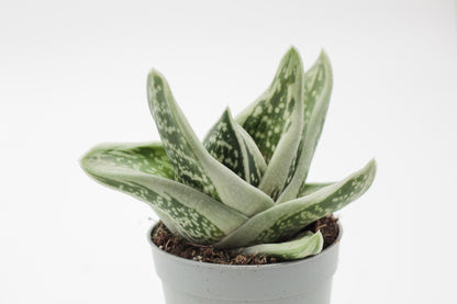 Gasteraloe cv. 'Green Ice